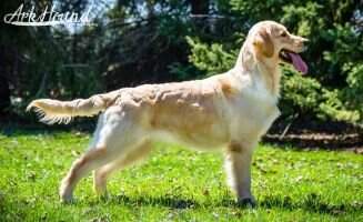 Maplelane's Prima Donna CA Maplelane's Prima Donna CA