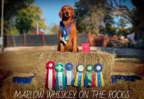 Marlow Whiskey On The Rocks VHMA TKN DJ CGCA CGCU Marlow Whiskey On The Rocks VHMA TKN DJ CGCA CGCU