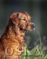 HRCH Swamp Collie Red Hot Oska Be Good