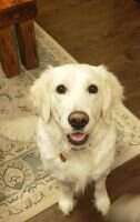 Dream Golden's Darling Daphne