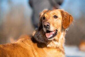 Molehill's Gundog Amelie