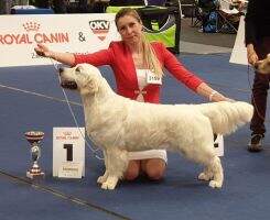 EW?19, CH RUS, Club, RKF Goldenrush English Miss