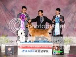 PRC-CH Tinyipets' Sapphire by God's Blessing