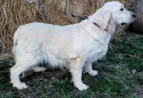 Remi of Charm Retrievers