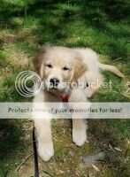 Lycinan Dromara Rowdy's Little Rascal CGCA