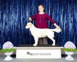 Lexi of Henne Goldens