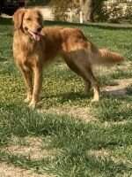 SHR A Little Bit Of Bailey TKN RATI SHR A Little Bit Of Bailey TKN RATI