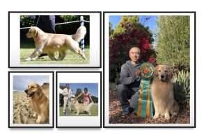 AKC CH Jasara 'N Victory's Oliver Twist'R CGCA SWD3 SWME SWAE RATO CZ8B TKN