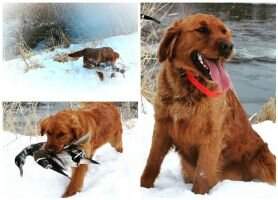 Lish's Red Feather Ruckus Lish's Red Feather Ruckus