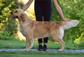 SK & HU & RO CROWN ROYAL Canis Regnum "U" SK & HU & RO CROWN ROYAL Canis Regnum "U"