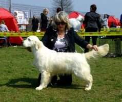 Jr Srb Ch Pink Panter of Golden Duck