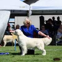 Aust Ch Giltedge Catch My Act