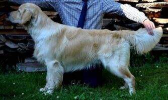 Benson Golden Elianne
