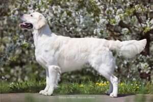 Swiss Junior Champion, Swiss Show Champion, Swiss Ausstellungs-Champion, RCS Club Champion Romida's Team spirit Swiss Junior Champion, Swiss Show Champion, Swiss Ausstellungs-Champion, RCS Club Champion Romida's Team spirit