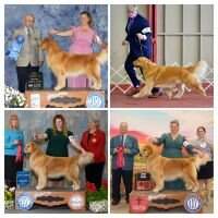 MBOSS GCHS CH Dynasty's Oughtabe Master of the Sea DJ DN