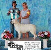 INT/Nat Junior Puppy CH Legolas Miss Maggie Mae TKN