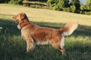 Goldendorado Lola