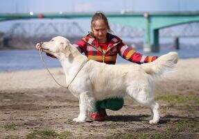 Golden Shine Siberia Glintvein For Dzhalis