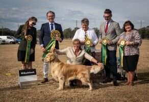 MBIS/MBIG AUST. SUPREME GRAND CH. Shogold Dark Knight