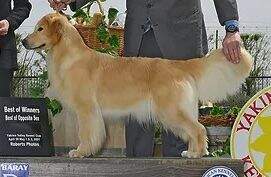 Avalor's SweetGold Shamrock