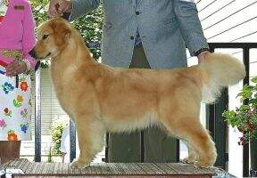 SweetGold Nine Fourteen POA