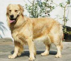 Golden Ninety Nine Of Penny Golden Ninety Nine Of Penny