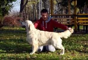 SrbJCh, SrbCH Dandy Heavenly Blue Bear Of Gold SrbJCh, SrbCH Dandy Heavenly Blue Bear Of Gold