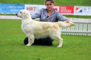 JCH.CRO. CH.SLO. New Glamour Shine Famous Gold JCW.RS.'19