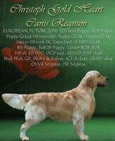 SK SK PCH SK HPGW CHRISTOPH GOLD HEART Canis Regnum