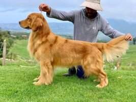 QUEIJEIRO LEGACY GOLDEN SAM
