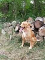 Goldpuppies Sharptail Anne Goldpuppies Sharptail Anne