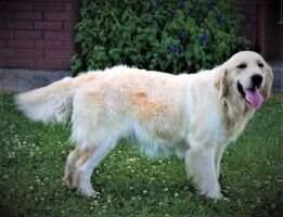 Shiloh Of Soonerpuppy