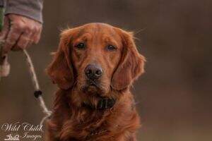 GRHRCH Hooey's Golden Jets Kashmere MNR
