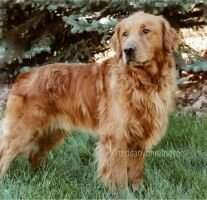 Red Canyon Retriever's The Duke Red Canyon Retriever's The Duke