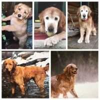 Sunfire's Sir Chester of Rahlene