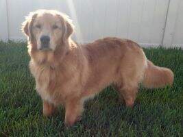 Omni's Best Chance To Win Belle's Heart CGCA