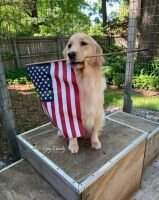 Lieutenant Eberly Number Eight Therapy Dog Lieutenant Eberly Number Eight Therapy Dog