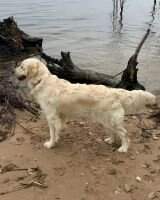 Joyso's Susquehanna River