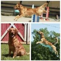 Go Gold's Swamp Collie Dragon's Milk DCAT ACT1 SWN SCNE SINE SBNE DP DEX7 AMX AE