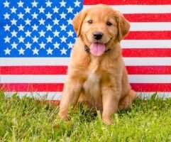 Pemberley's Made in America