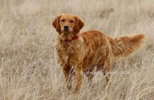 Montana Sky Lexington Red TKN VHMA Montana Sky Lexington Red TKN VHMA
