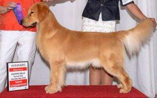 Masters Foxfire Clever Furrever