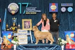 TH.CH. GOLDEN ARMY'S YAHTZEE HOME DEAD STAR