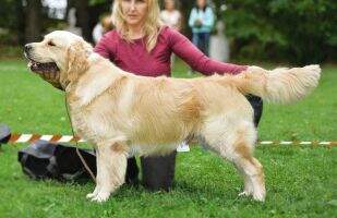 Skylinedog Just Newton Skylinedog Just Newton
