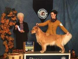 Goldenaire's Baltimore's Best CGCA CGCU CCA