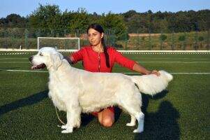 Ch.BG Charm Step Sea of Barley Winner 2 All Breeds Winner