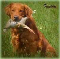 Four Golden Paws Northwind Jersey Shores CCA