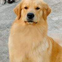 Chiots D'Or Chelsea