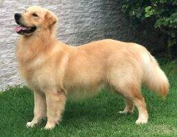 THOR DO RESERVA DO MONTE