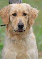 Goldenloch Zoey of Schmidty's Cove